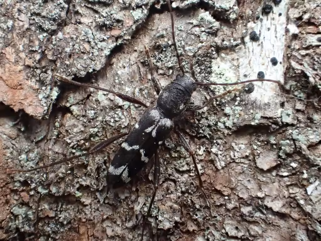 Neoclytus muricatulus