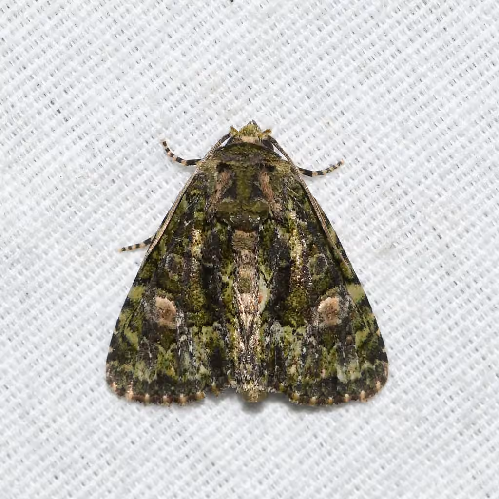 Spotted Phosphila Moth, photo 3 sur 5