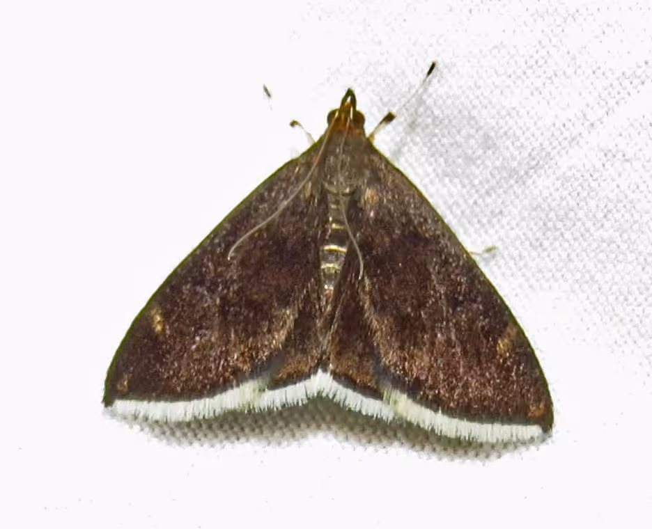 White-fringed Pyrausta Moth, photo 1 sur 5