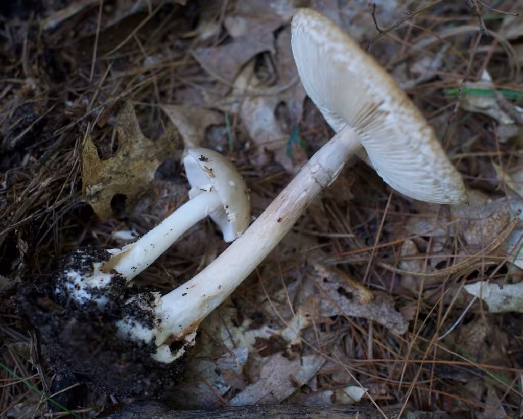 Old Potato Amanita, photo 2 of 5