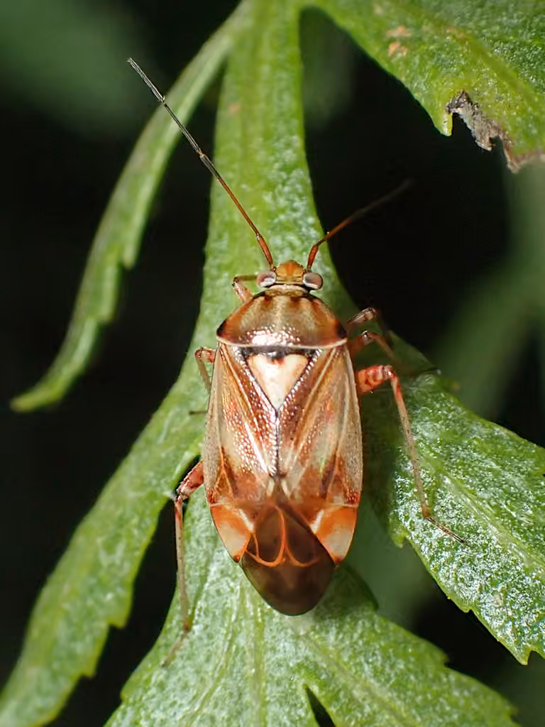 Lygus punctatus, Adult