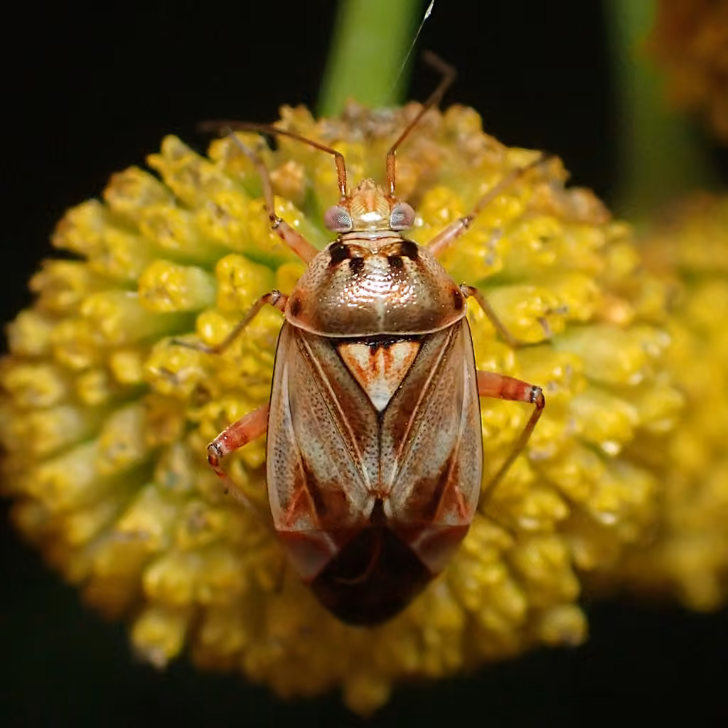 Lygus punctatus, Adult