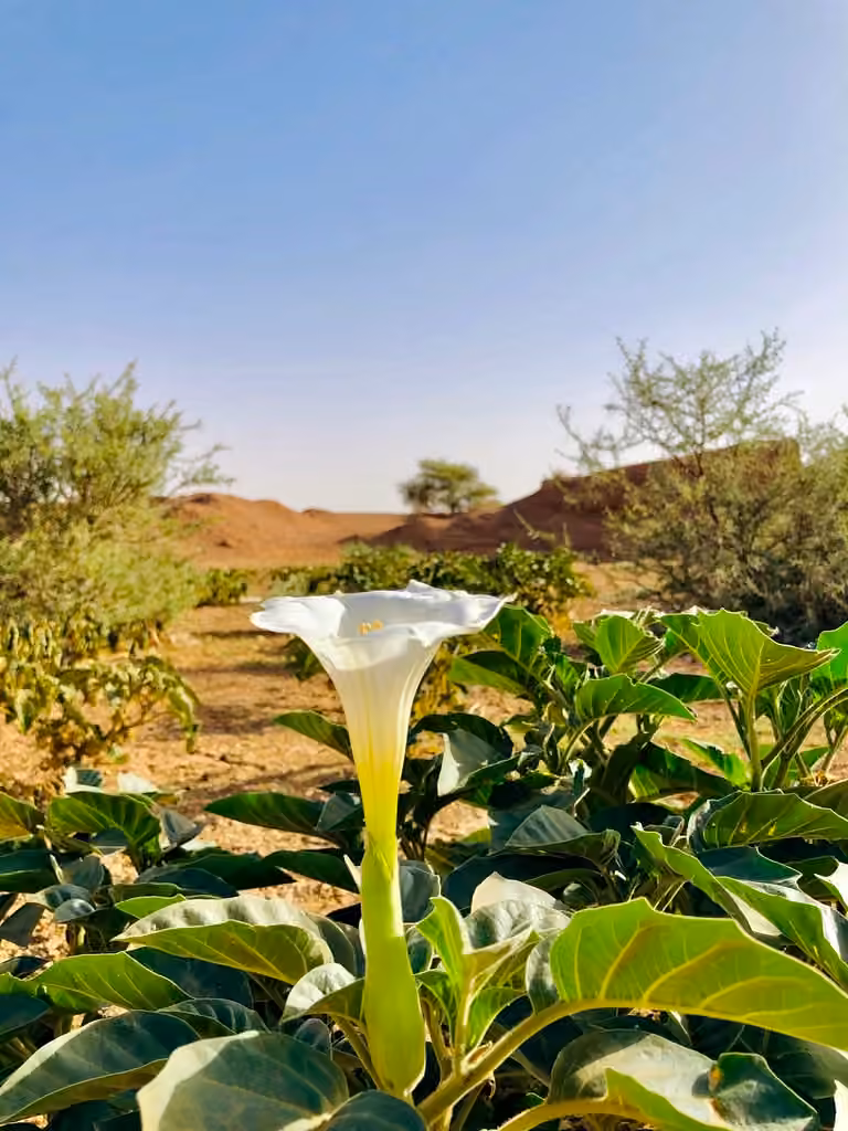 Angel's trumpet, In flower
