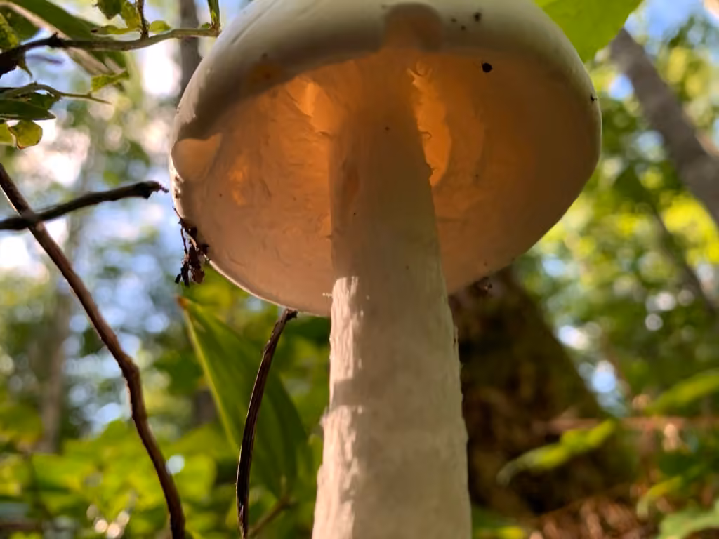 Amanite vireuse, photo 2 sur 5