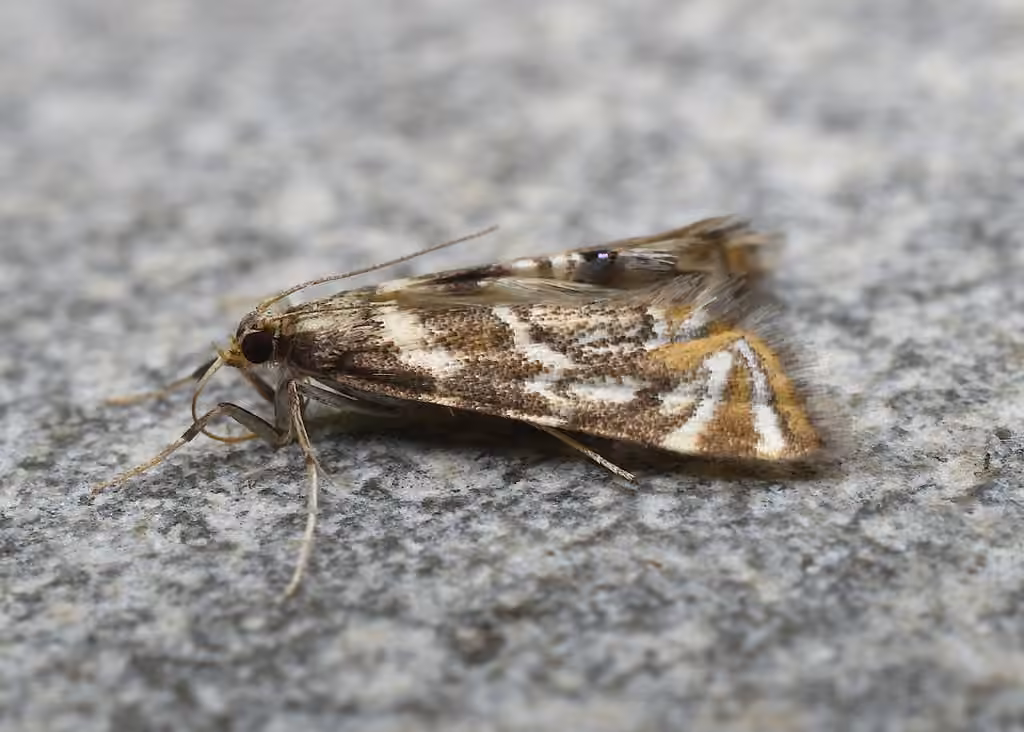 Canadian Petrophila, photo 2 sur 5