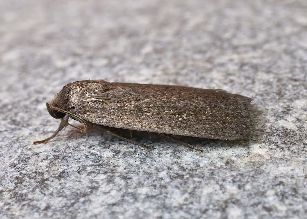 Miranda Moth, photo 3 sur 5