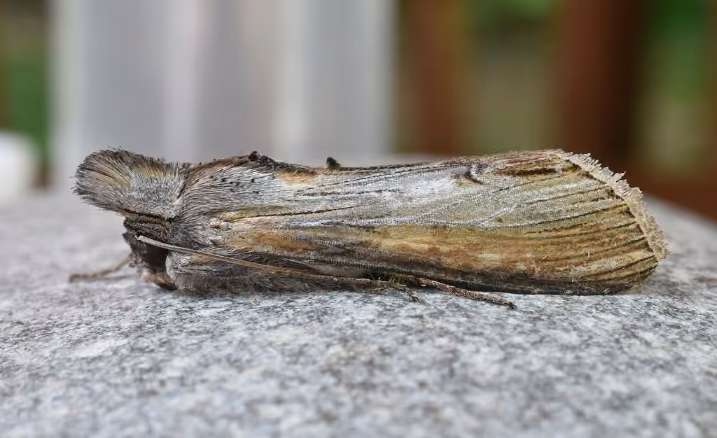 Asteroid Moth, photo 3 sur 5