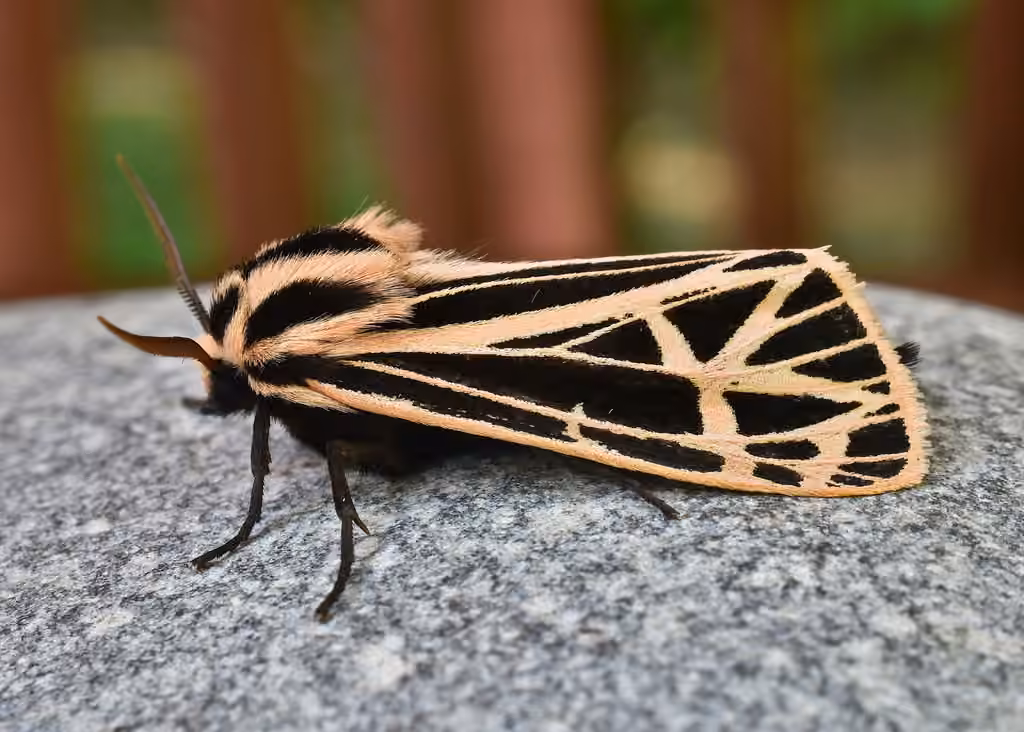 Parthenice Tiger Moth, photo 2 of 5