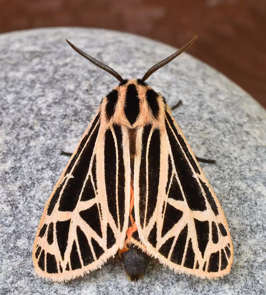 Parthenice Tiger Moth, photo 1 of 5