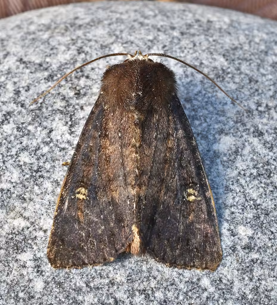 Doubtful Apamea Moth