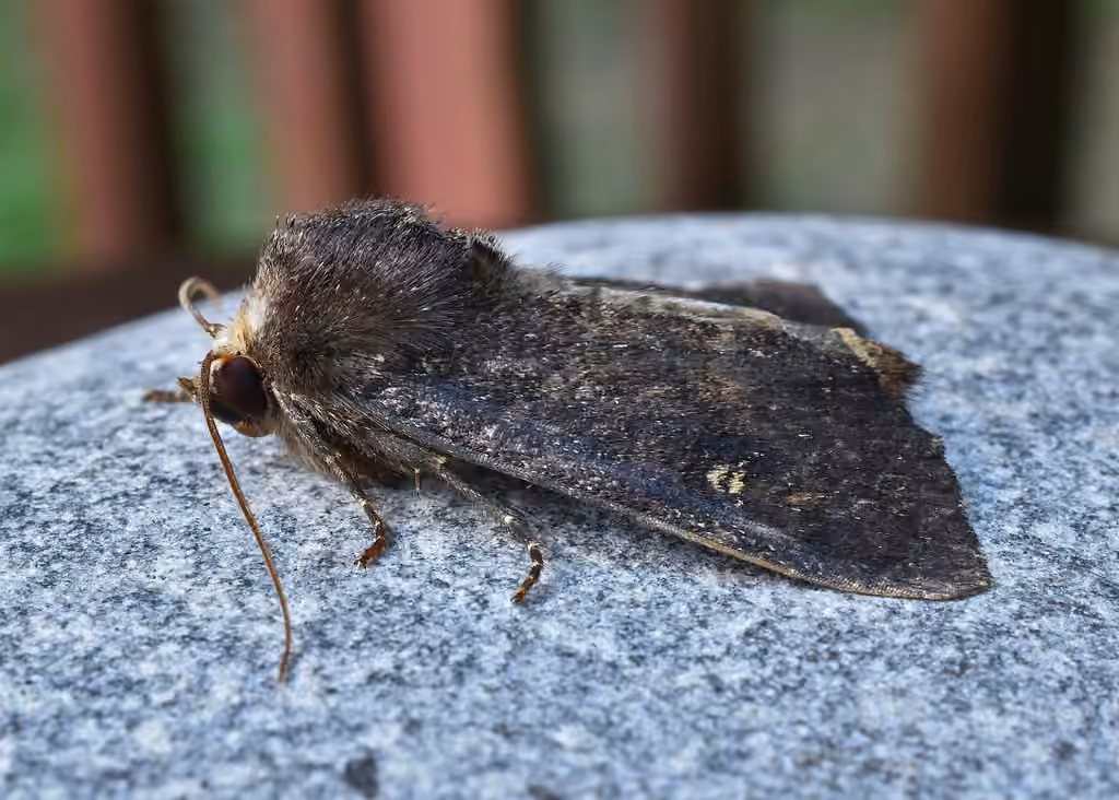 Doubtful Apamea Moth, photo 2 of 5
