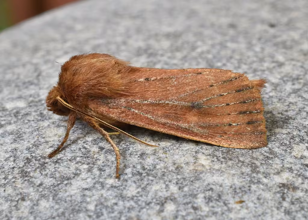 Yellow Sedge Borer Moth, Adulte