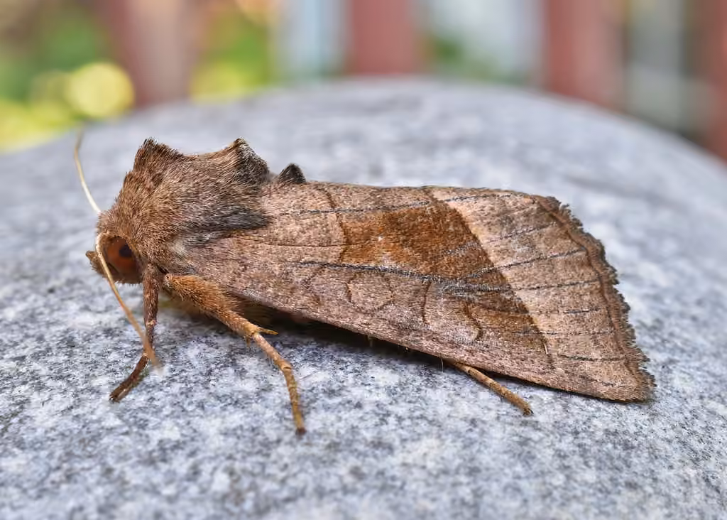Rosy Rustic, Adult