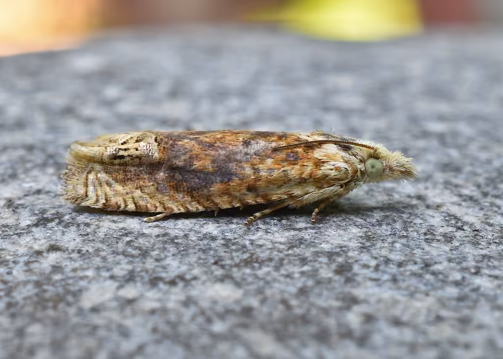 Pale-headed Eucosma Moth, photo 2 sur 5