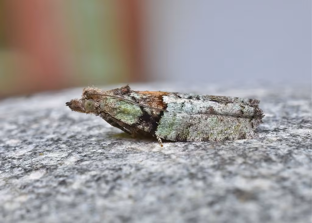Raspberry Leafroller Moth, Adulte