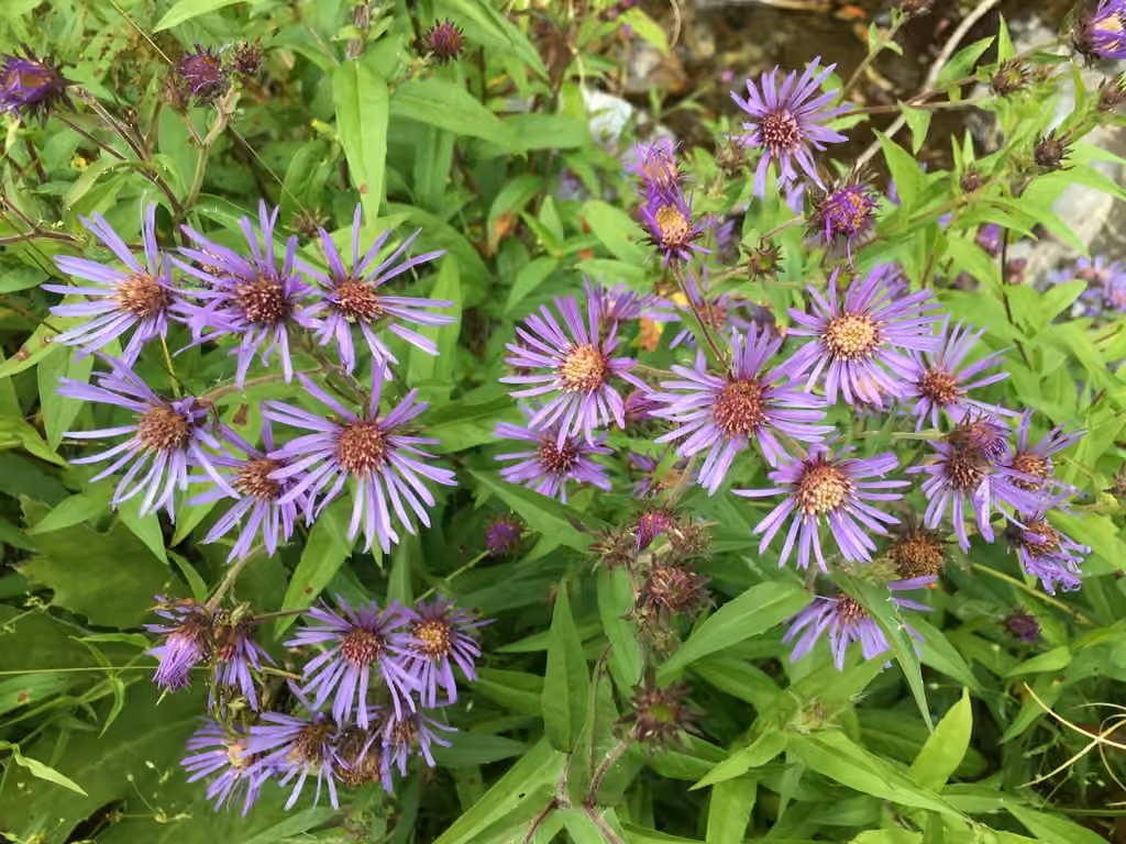 Giant mountain aster, photo 1 of 5