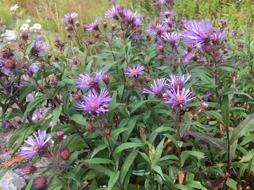 Giant mountain aster, photo 3 of 5