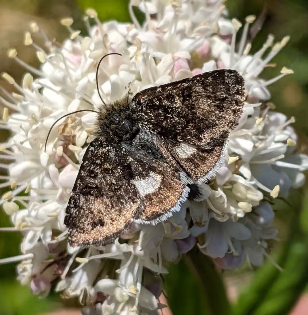 Pied Alpine Beauty, Adult
