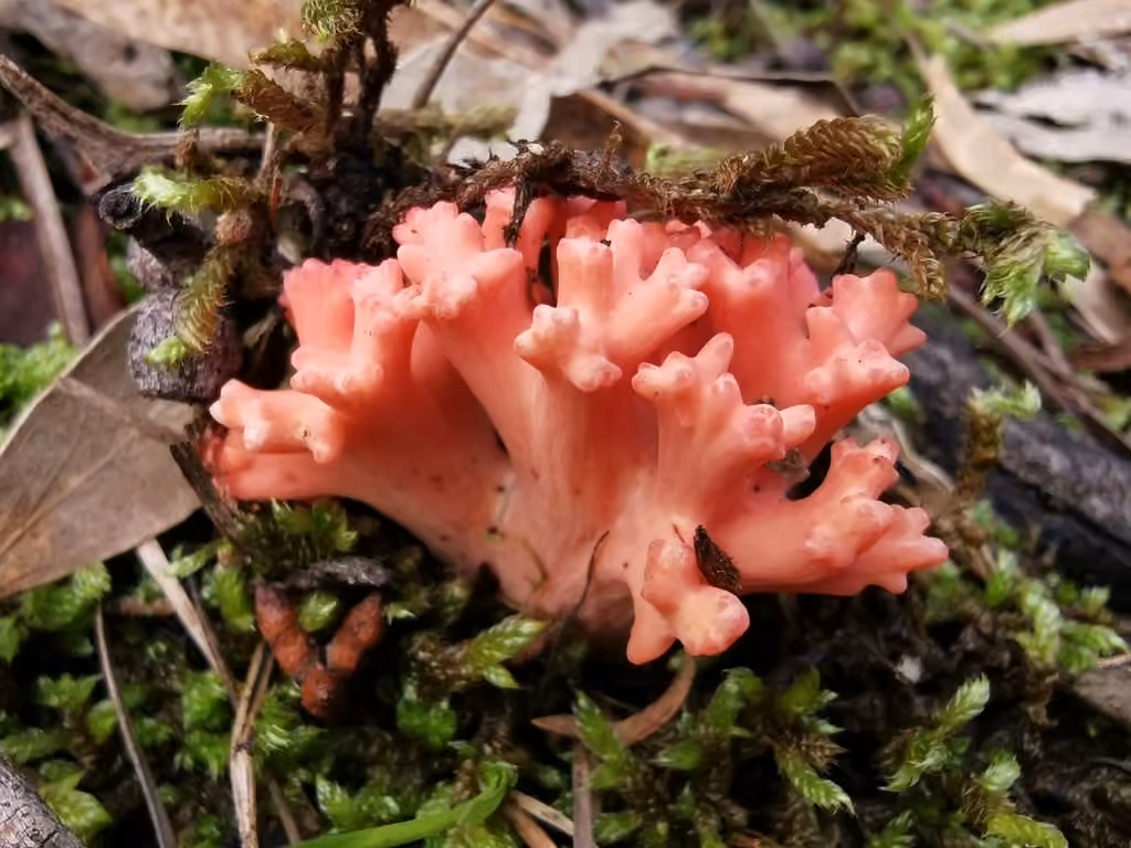Ramaria botrytoides, photo 3 sur 5