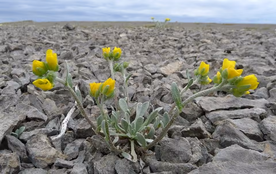Lesquerelle arctique, En fleurs