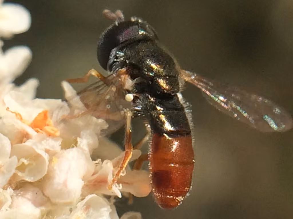 Syrphe hémorragique, photo 2 sur 5