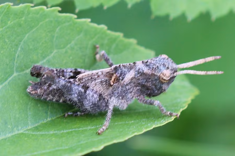 Clouded Grasshopper, photo 3 of 5