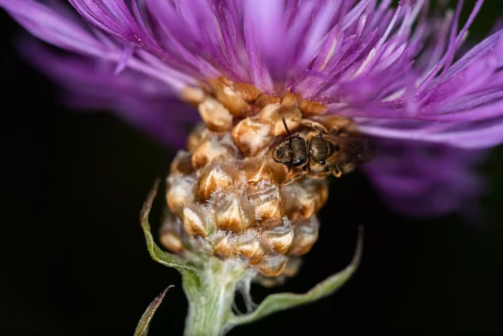 Brownray knapweed