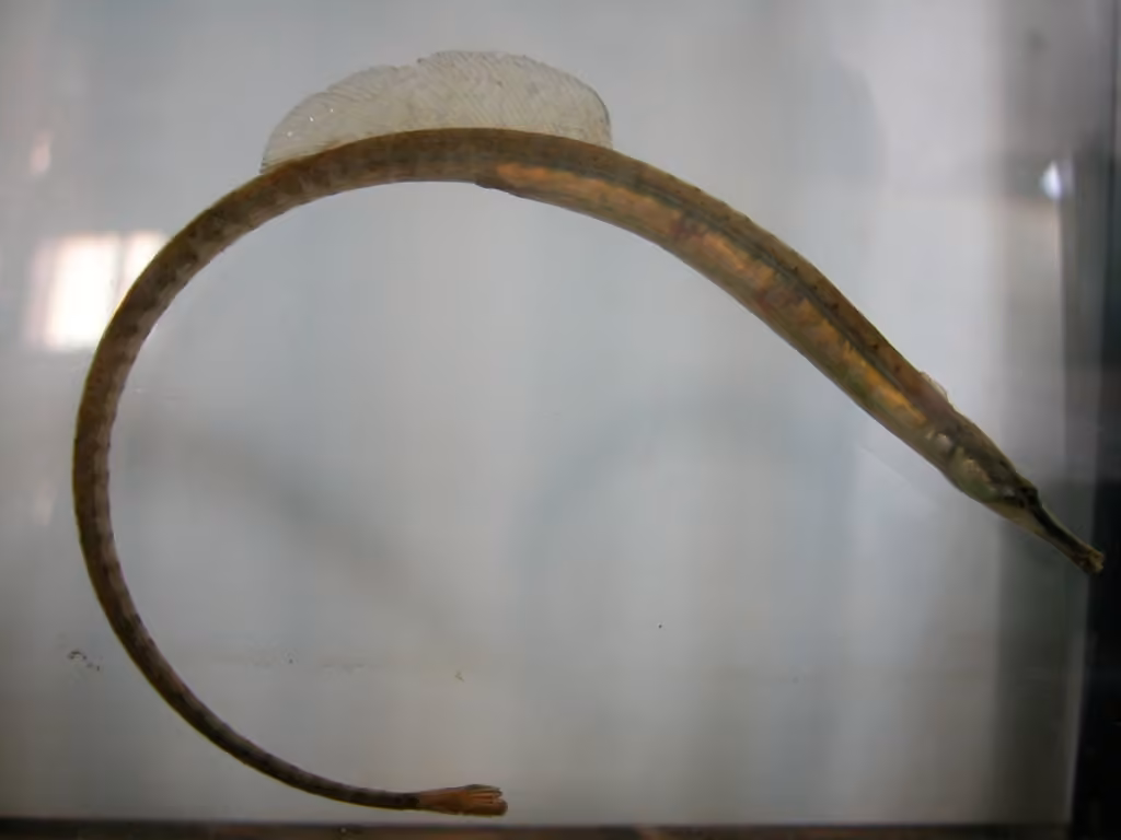 Northern Pipefish, photo 3 of 5