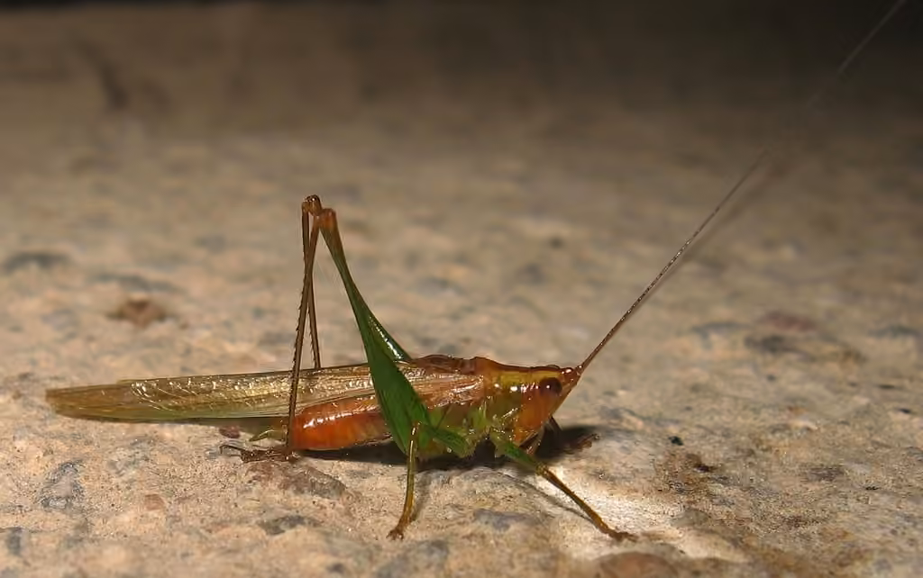 Long-tailed Meadow Katydid, Male