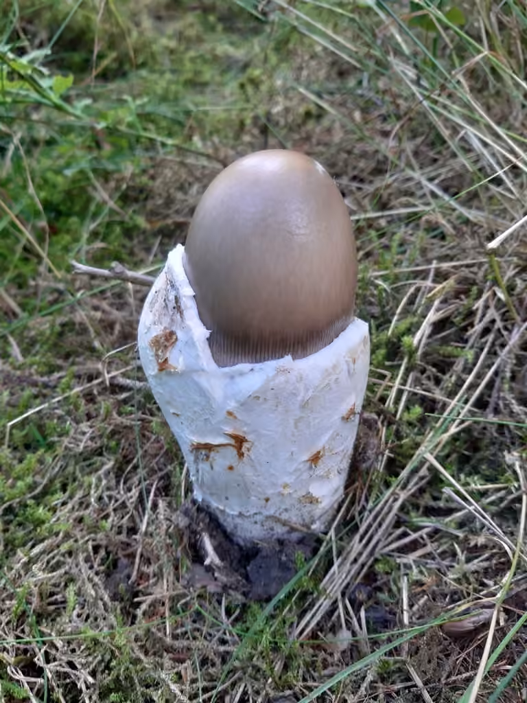 Gray-Zoned Ringless Amanita, photo 2 of 5