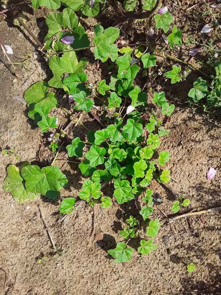 Cluster mallow, photo 2 of 5
