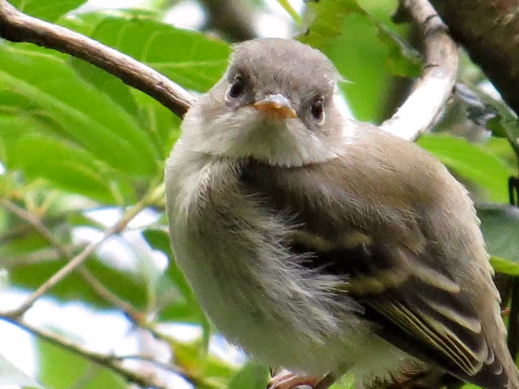Least Flycatcher, Juvenile