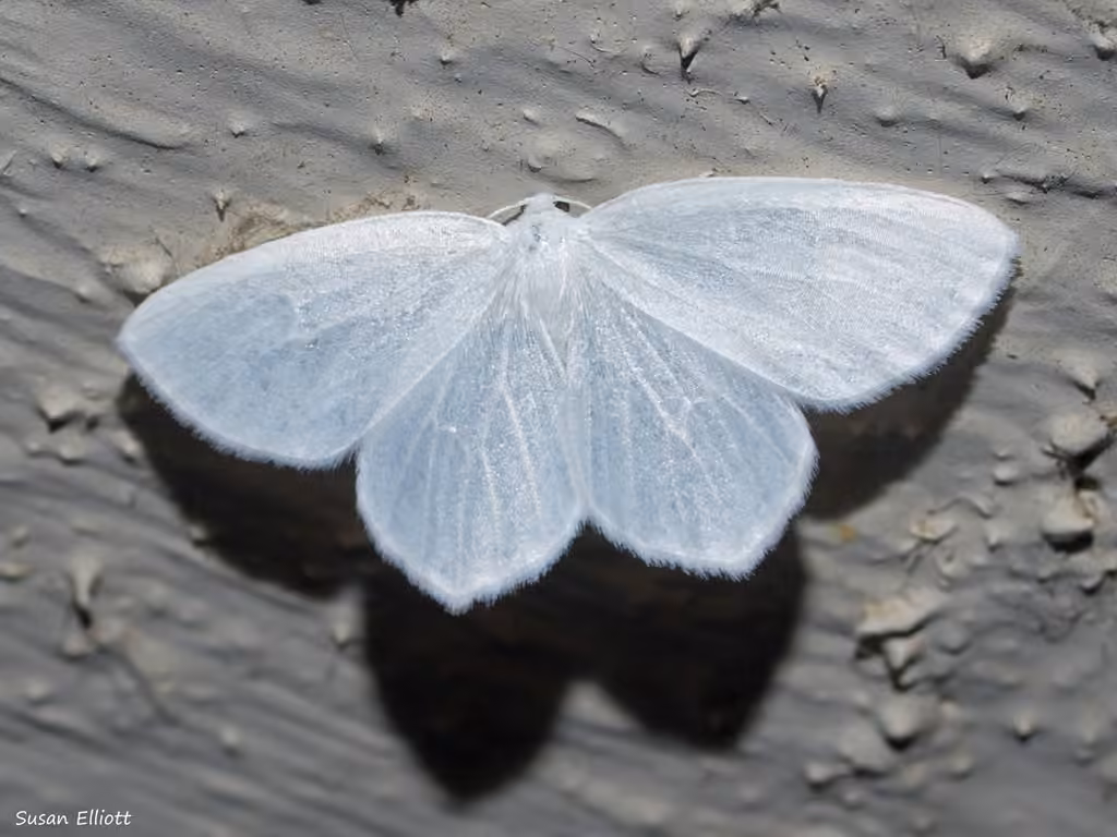 Snowy Geometer Moth, photo 1 sur 5