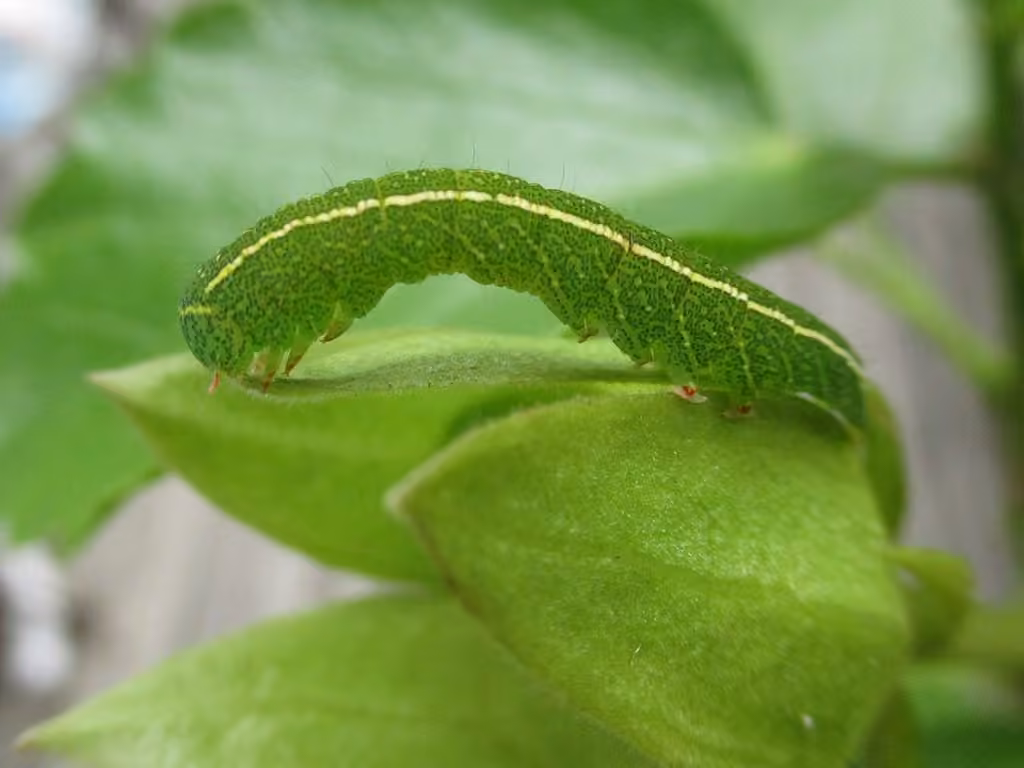 Red-lined Panopoda Moth, photo 3 of 5