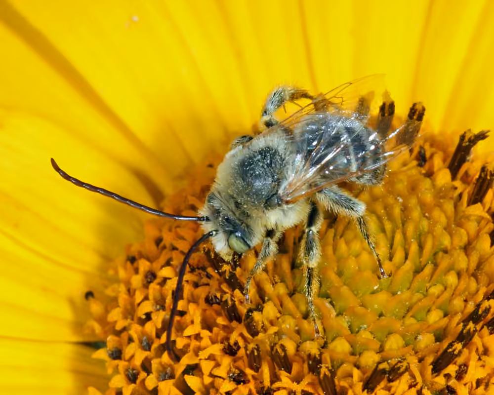 Abeille de Drury, Mâle