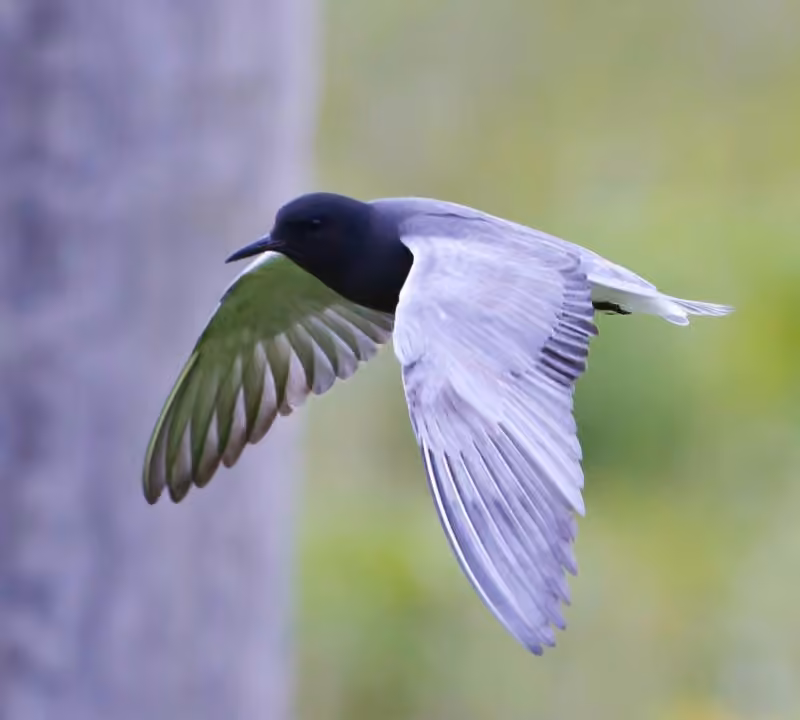 Guifette noire, photo 3 sur 5