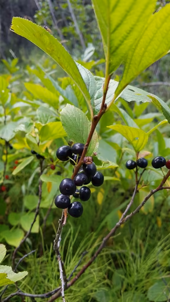 Alder-leaved buckthorn, In fruit