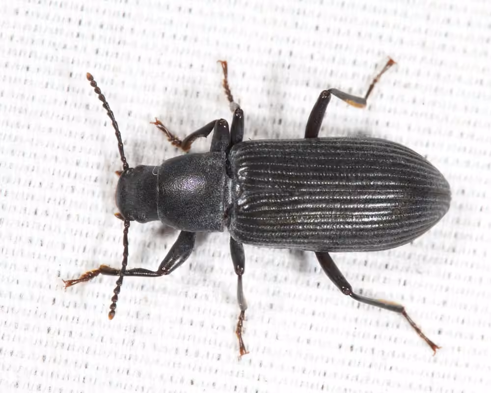 Decaying Darkling Beetle, photo 3 of 5
