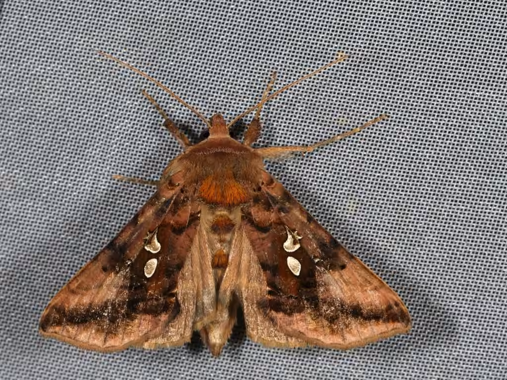 Two-spotted Looper Moth, Adult