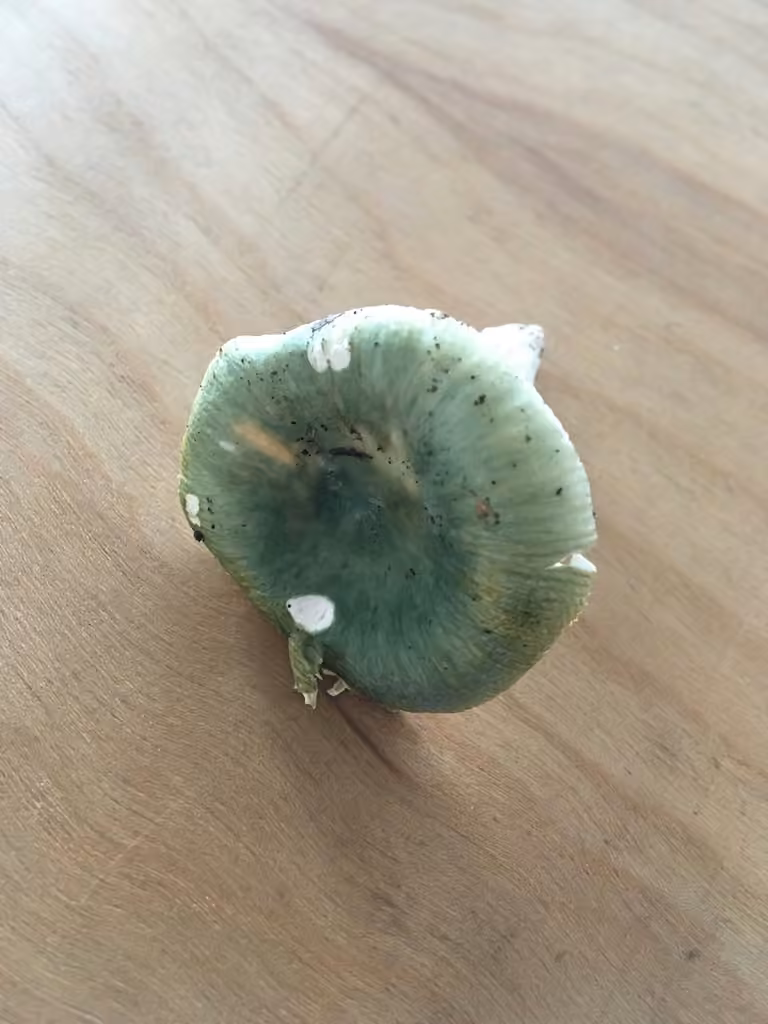 Greasy Green Brittlegill, photo 2 of 5