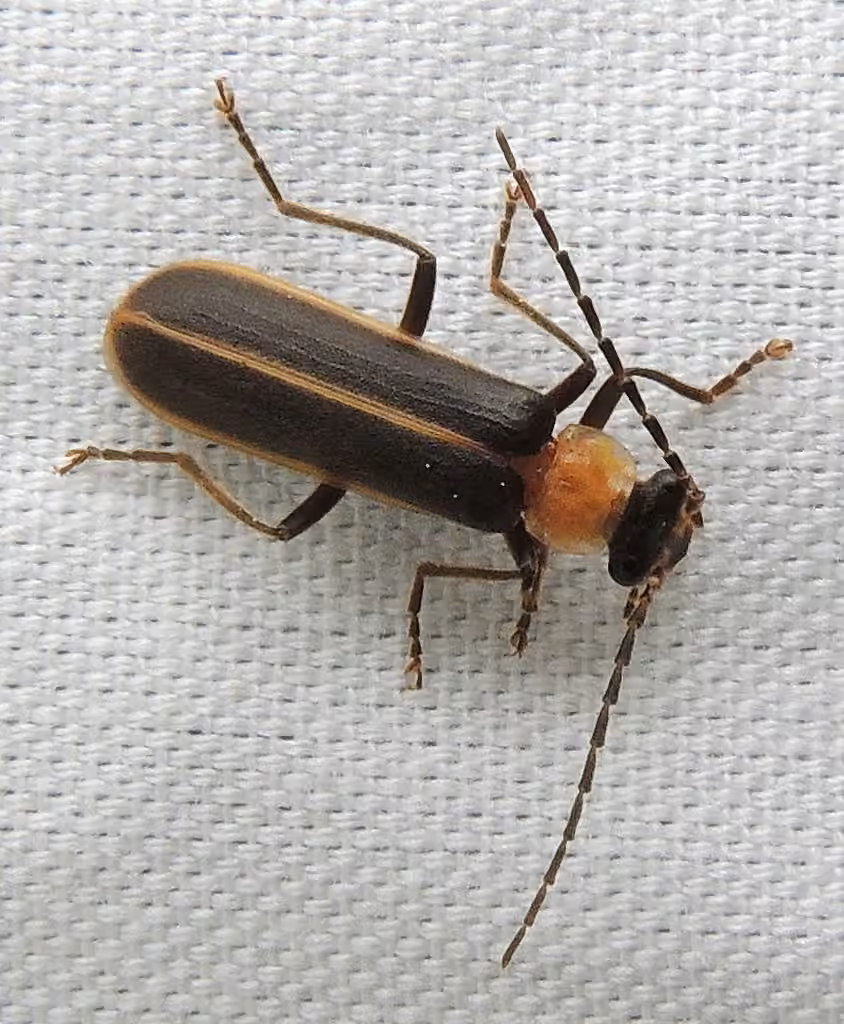 Yellow-necked Soldier Beetle, photo 2 of 5