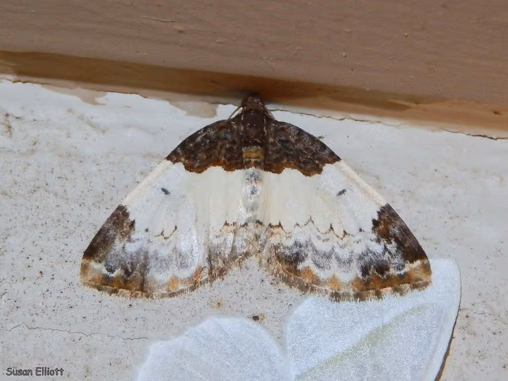 White-ribboned Carpet Moth, Adult