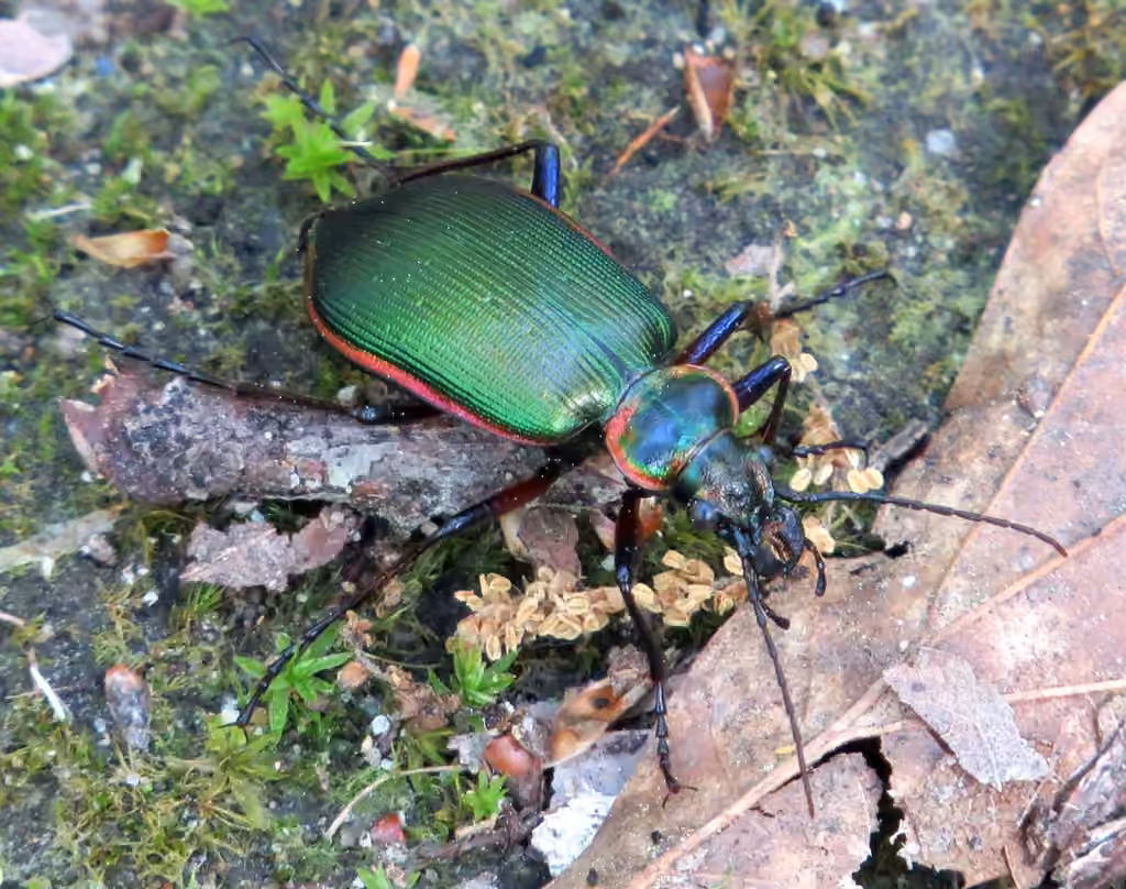 Fiery Searcher, photo 3 of 5
