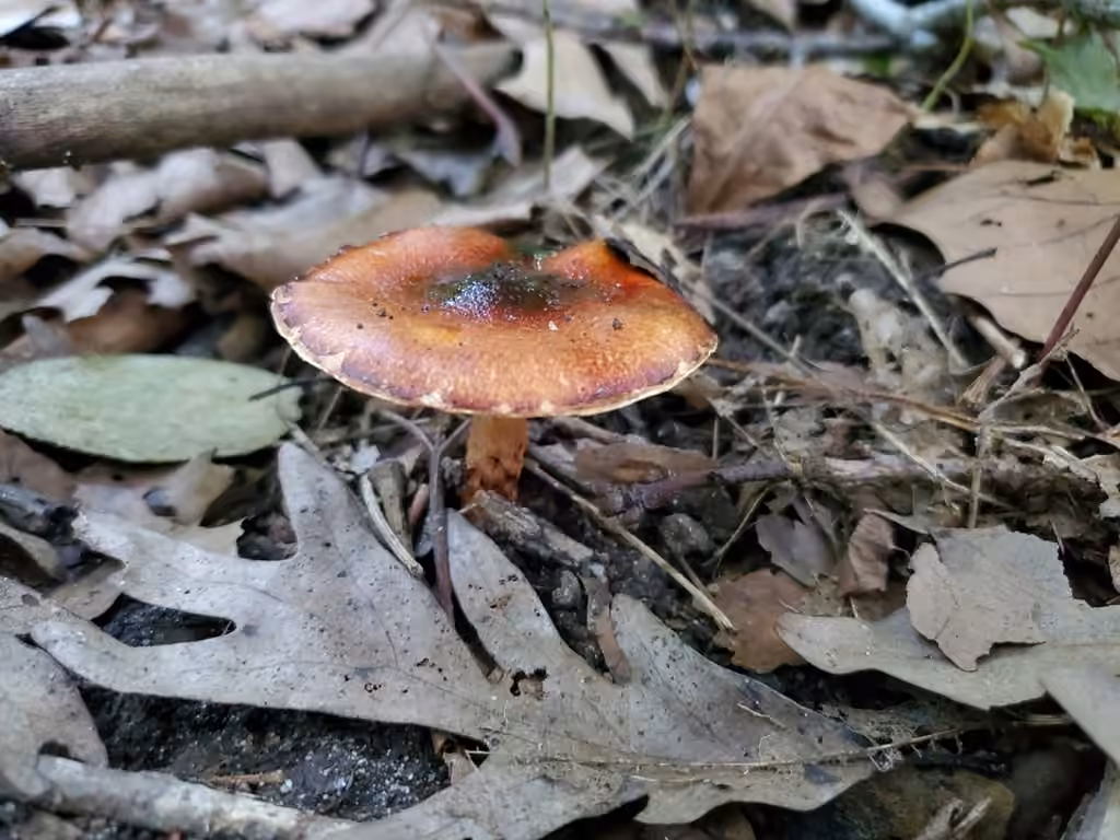 Slimy-veil limacella, photo 2 of 5
