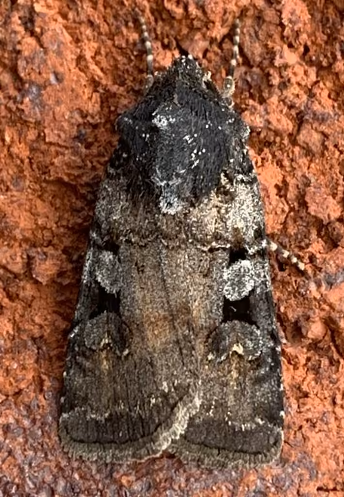 White-striped Dart, Adult