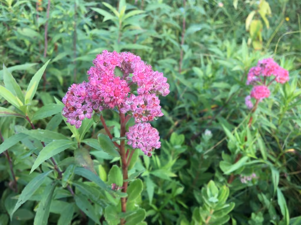 Witch's moneybags, In flower