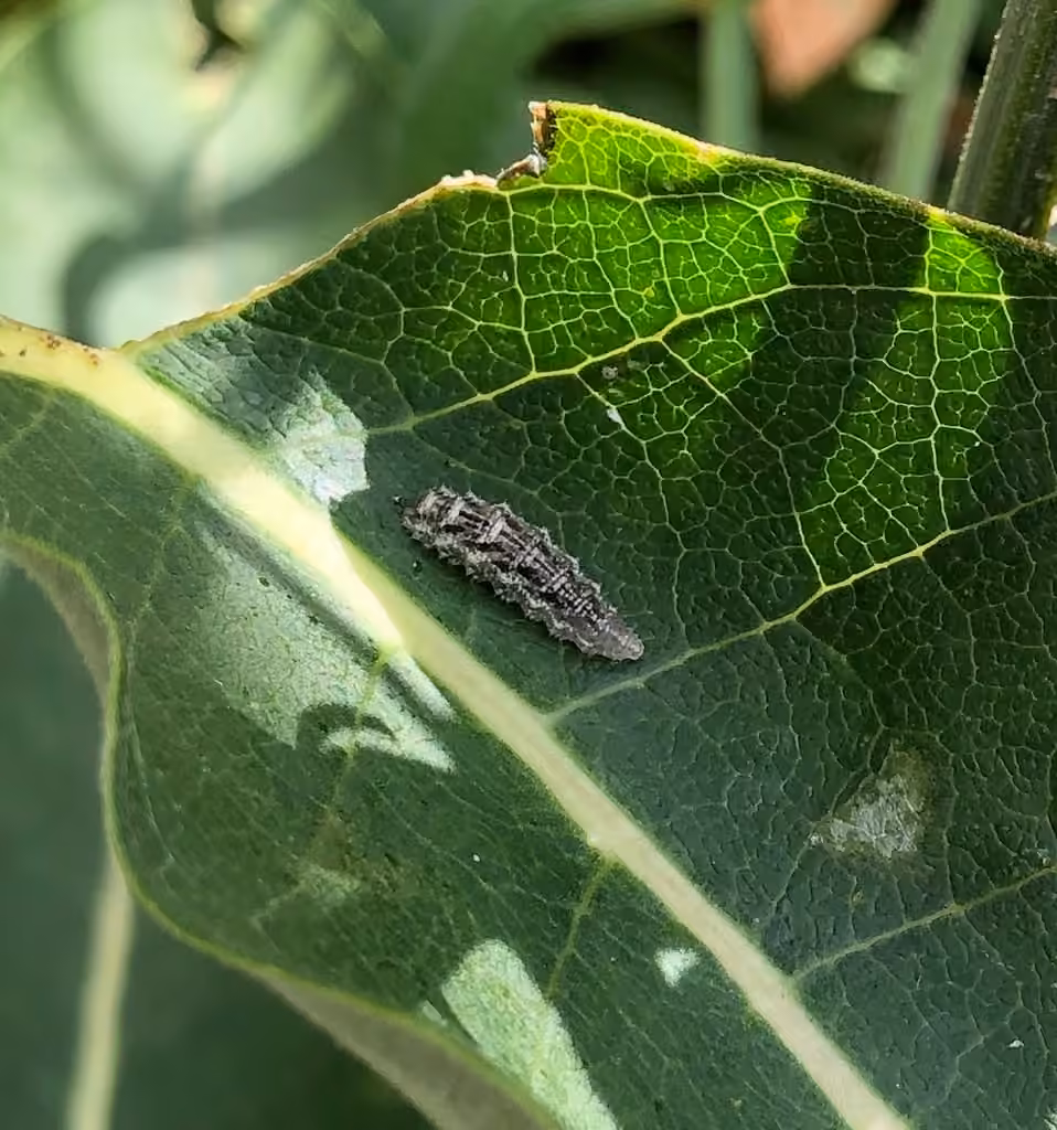 Long-tailed Aphideater, Larva