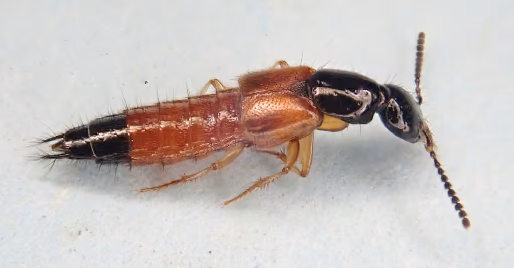 Large rove beetle, photo 2 of 5