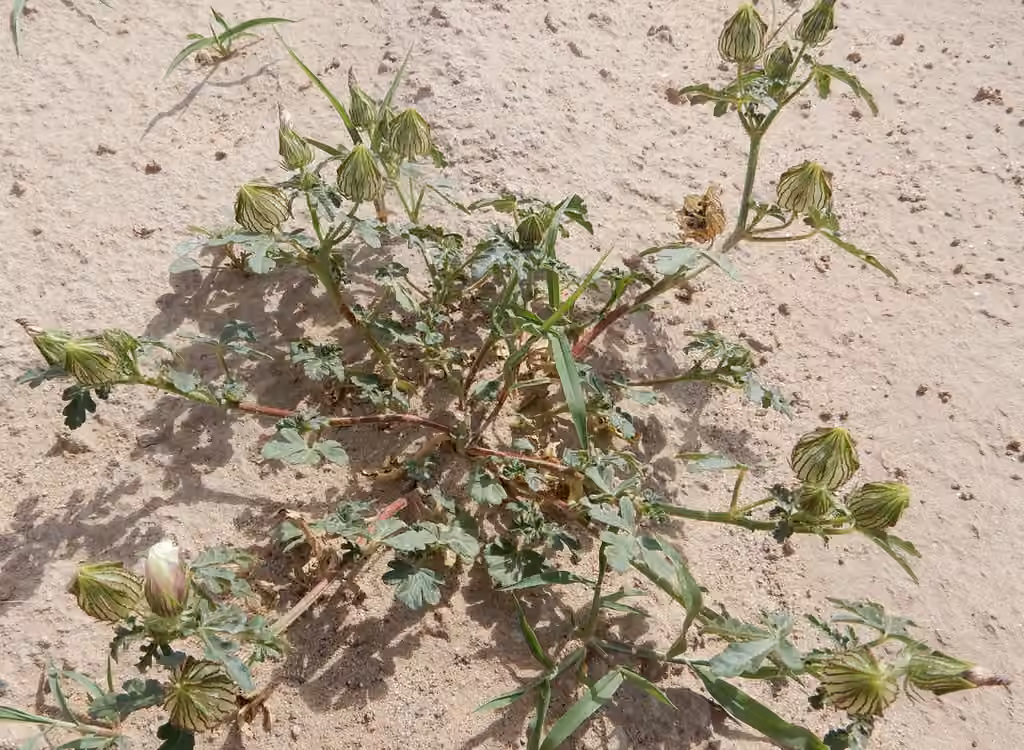 Bladder ketmia, In fruit