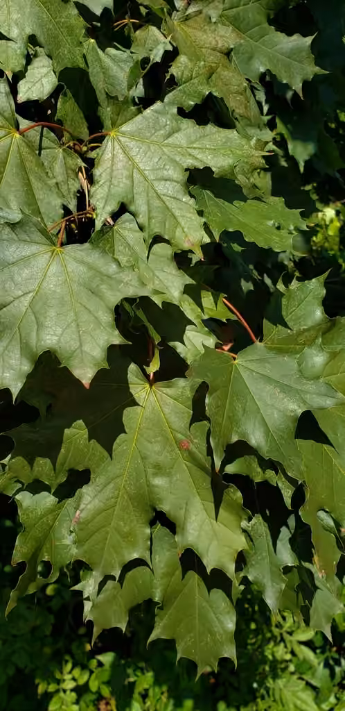 Norway maple, In fruit